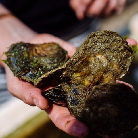 3 oysters being held in a hand